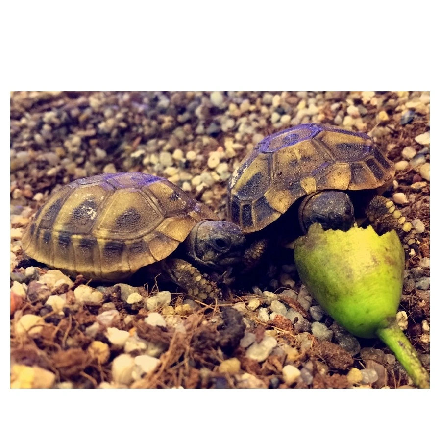Græsk landskildpadde (Testudo Hermanni Boettgeri)